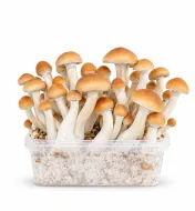 Growkit Colombian Grzyby