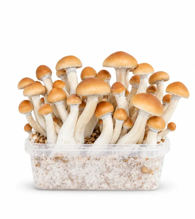Growkit Colombian Grzyby
