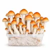 Growkit Ecuadorian Grzyby