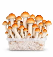 Growkit Ecuadorian Grzyby
