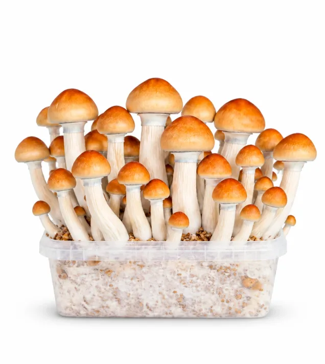 Growkit Ecuadorian Grzyby