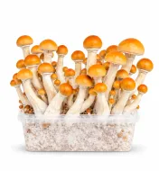 Growkit Thai Grzyby