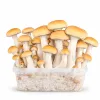 Growkit Mexican Grzyby