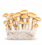 Growkit Mexican Grzyby