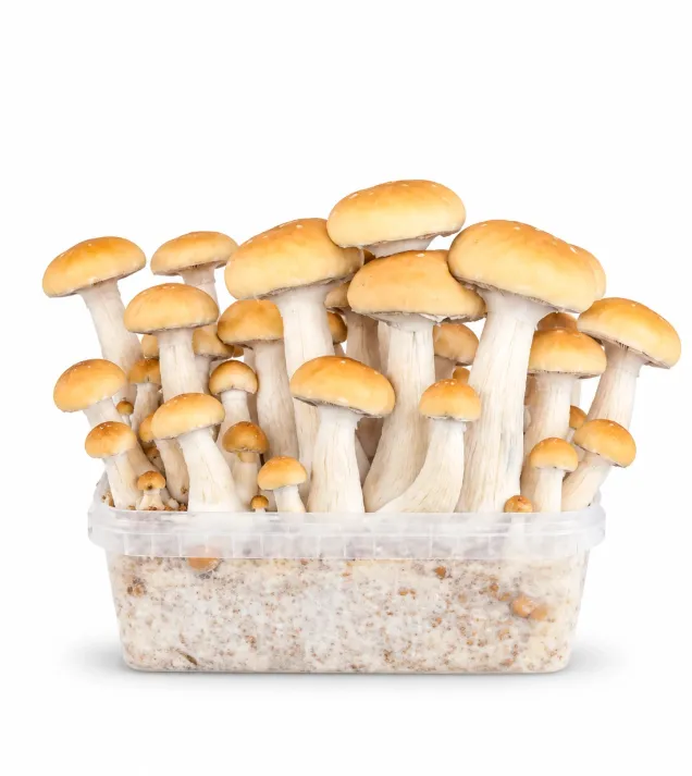 Growkit Mexican Grzyby