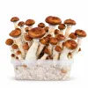 Growkit McKennaii Grzyby
