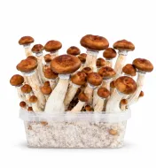 Growkit McKennaii Grzyby