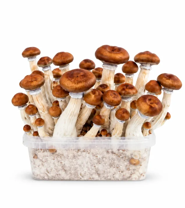 Growkit McKennaii Grzyby