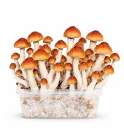 Growkit Golden Teacher Grzyby