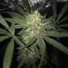 Girl Scout Kush WYPRZEDAŻ