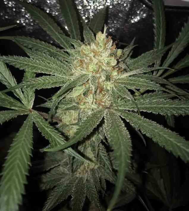 Girl Scout Kush WYPRZEDAŻ