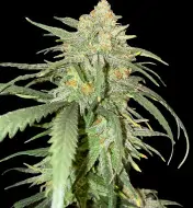 Girl Scout Kush WYPRZEDAŻ