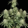 Girl Scout Kush WYPRZEDAŻ