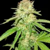 Gorilla GG4 - Ganja Farmer
