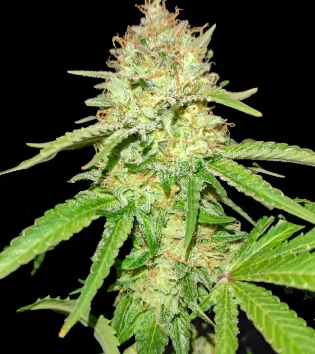 Gorilla GG4 - Ganja Farmer