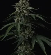 Banana Cherry Cookies Auto