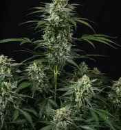 Banana Frost Auto