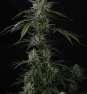 Banana Guava Auto