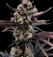 Banana Purple Punch RF3 Auto