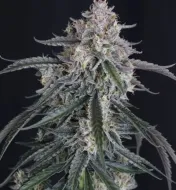 GMO Auto