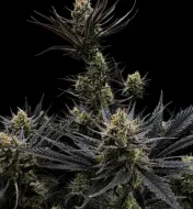 Guava RF3 Auto