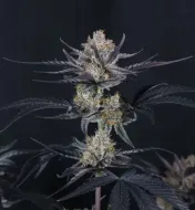 Guava Runtz Auto