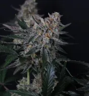 Guava Sundae Auto
