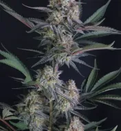 Lemon Tree Auto