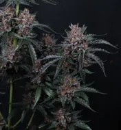 Mango Cherry Runtz Auto