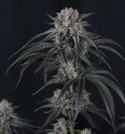 Mango Frost Auto