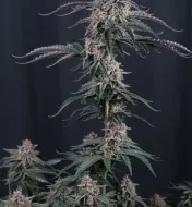 Mendo Cherry Cookies Auto