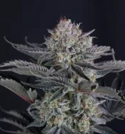 Mendo Frost Auto