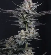 Mendo Guava Auto