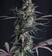 Pineapple OG Auto