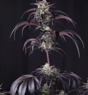 Strawberry Gorilla RF3 Auto