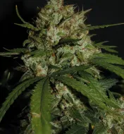 Super Boof Auto