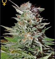 Super Lemon Haze Auto