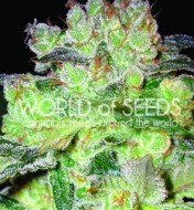 Afghan Kush X White Widow