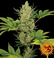 Blueberry Cheese Auto