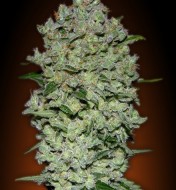 Auto Biodiesel Mass XXL