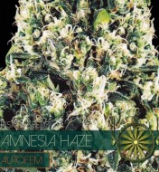 Amnesia Haze Auto