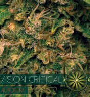 Vision Critical Auto
