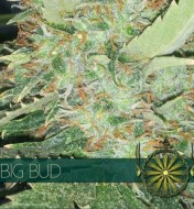 Big Bud