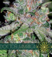 Doctor Jamaica