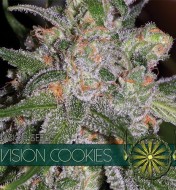 Vision Cookies