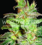 Northern Light X Big Bud