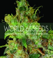 Northern Light X Skunk