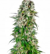 Big Bud Automatic