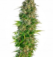 Hindu Kush Automatic