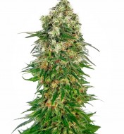 Shiva Skunk Automatic